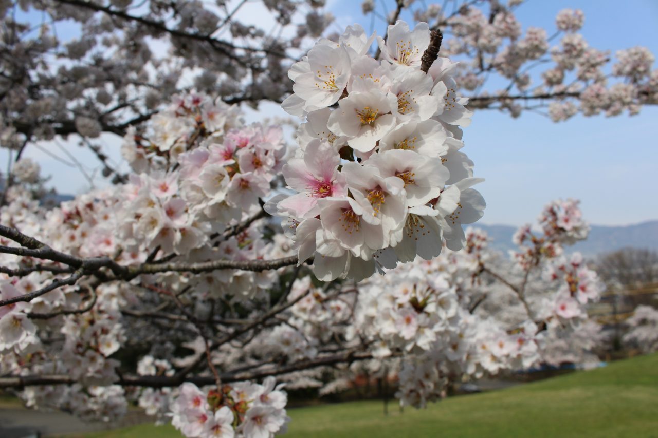 戸倉宿キティパークの桜1の写真
