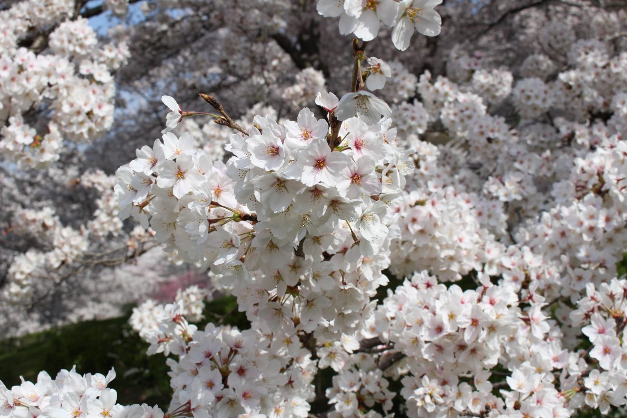 戸倉宿キティパークの桜4の写真