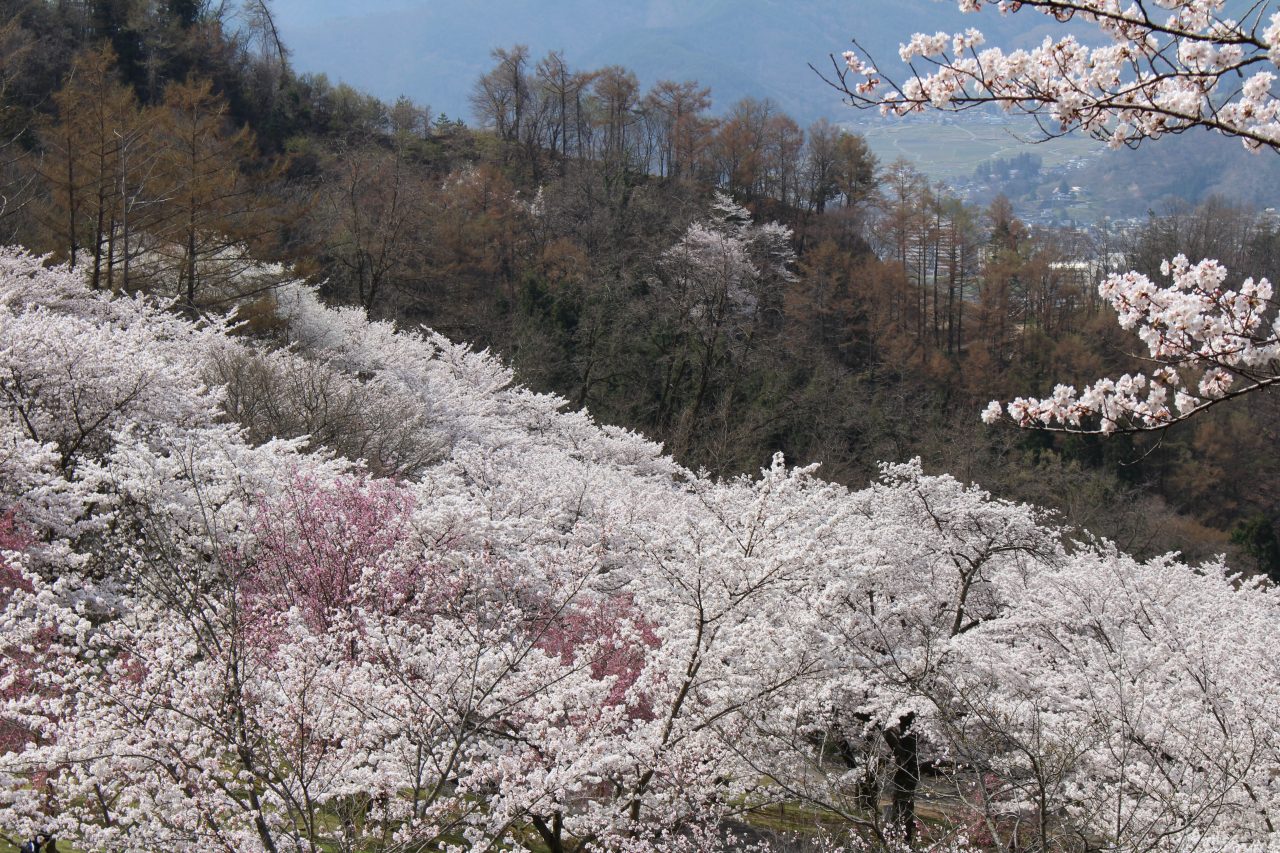 戸倉宿キティパークの桜と山並みの写真