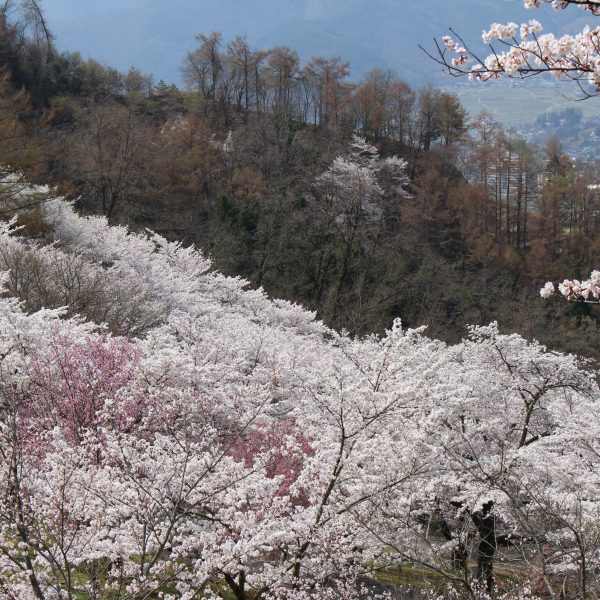 戸倉宿キティパークの桜と山並みの写真
