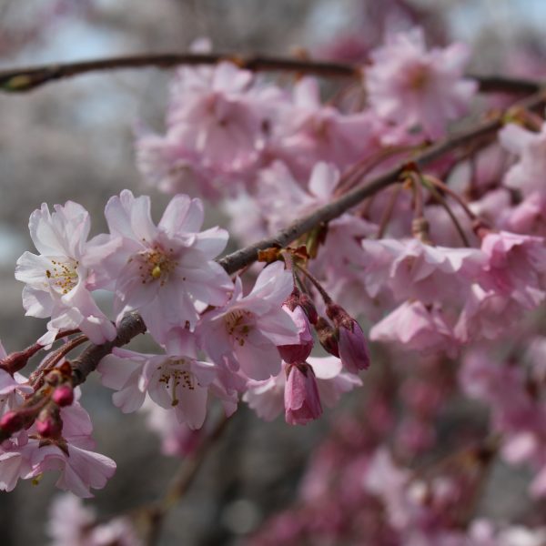 戸倉宿キティパークの桜7の写真