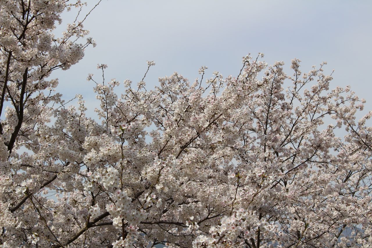 戸倉宿キティパークの桜3の写真