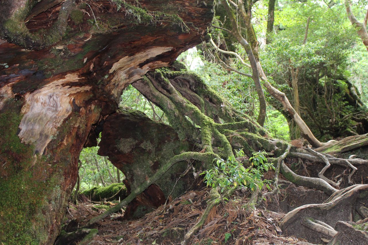 屋久島の巨木の根の写真