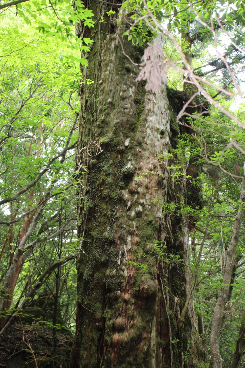 屋久島の森と巨木4の写真