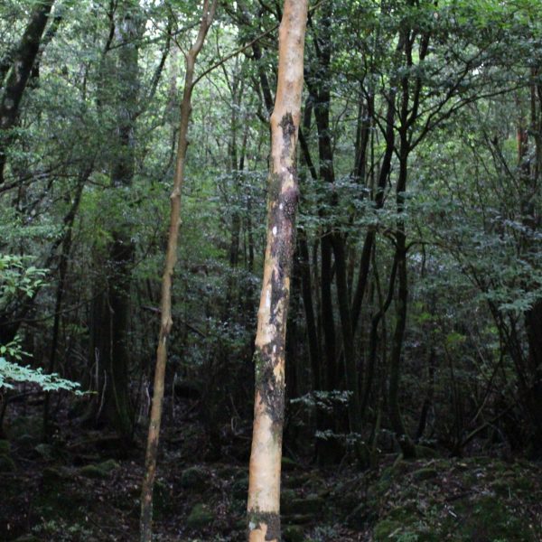 屋久島の森3の写真