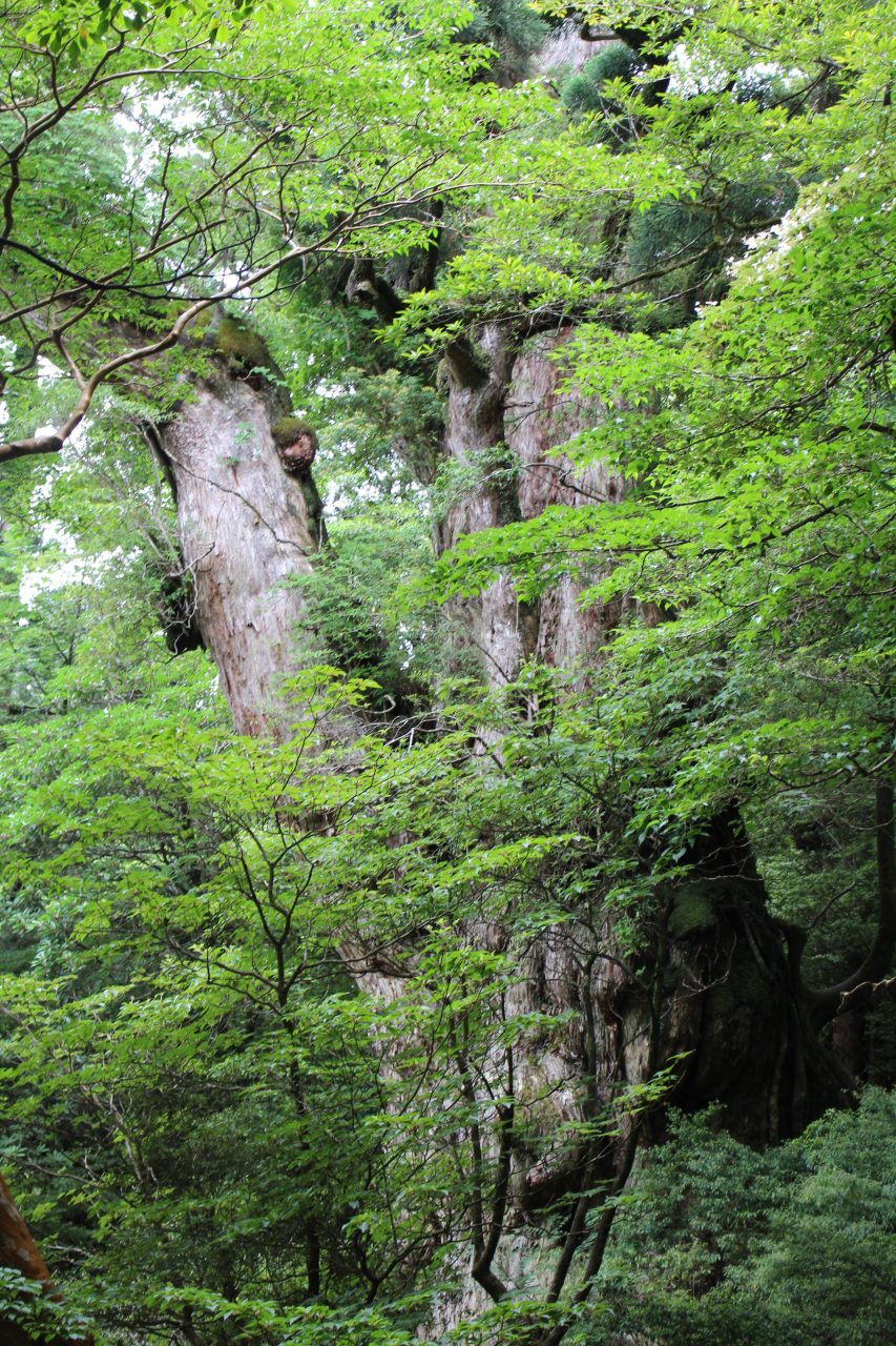 屋久島の縄文杉2の写真