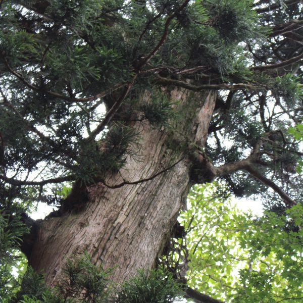 屋久島の森と巨木8の写真