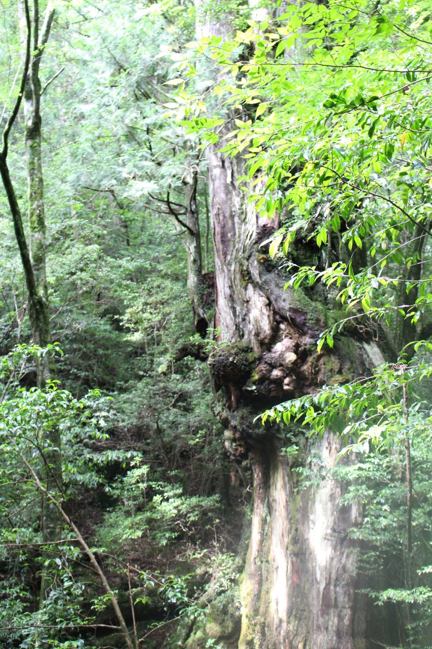 屋久島の森と巨木9の写真