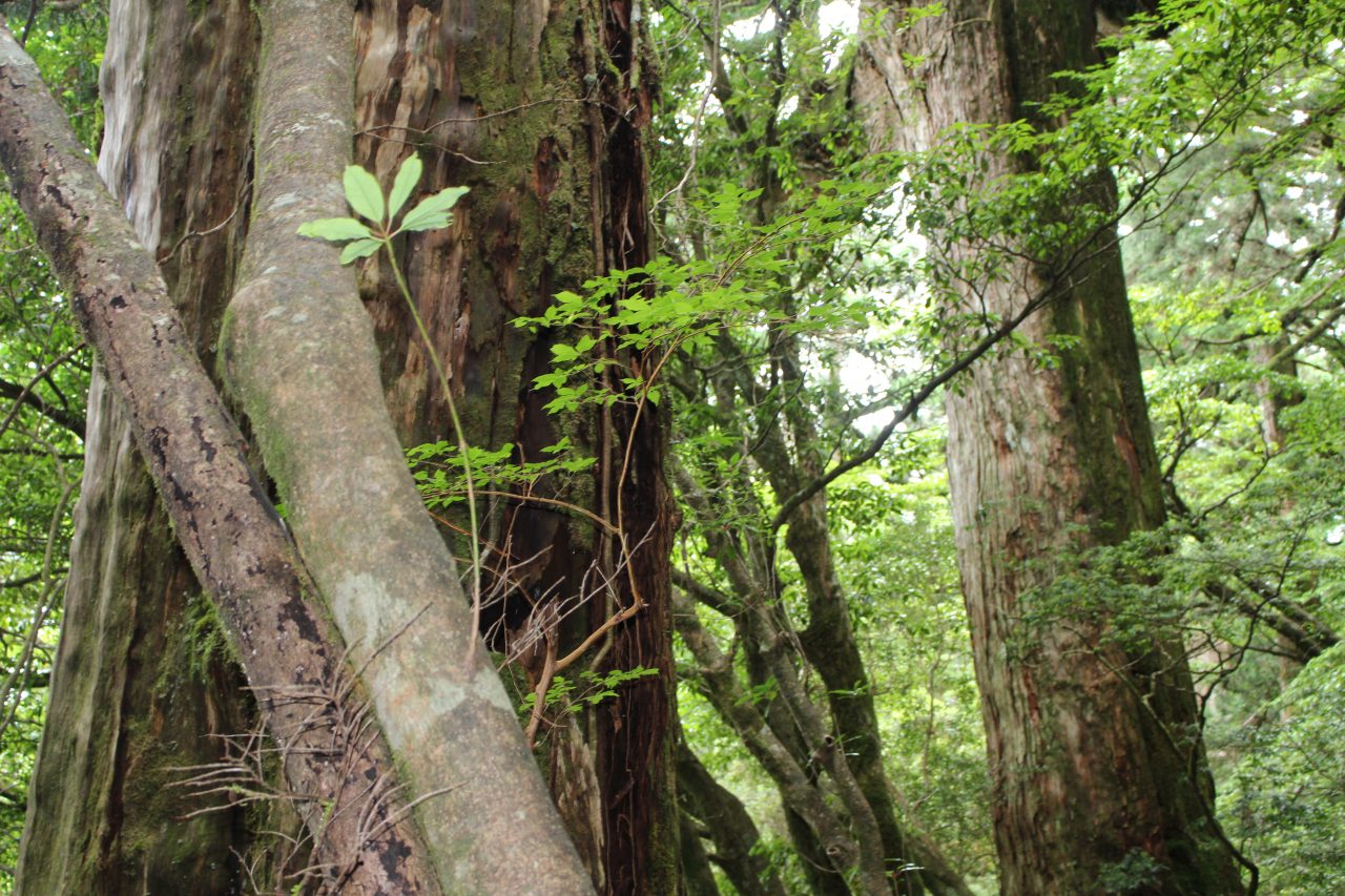 屋久島の森と巨木2の写真