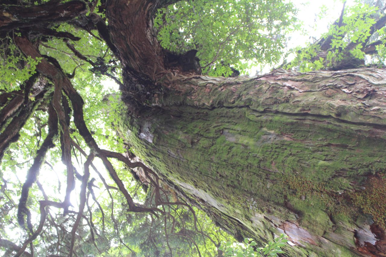 屋久島の森と巨木5の写真