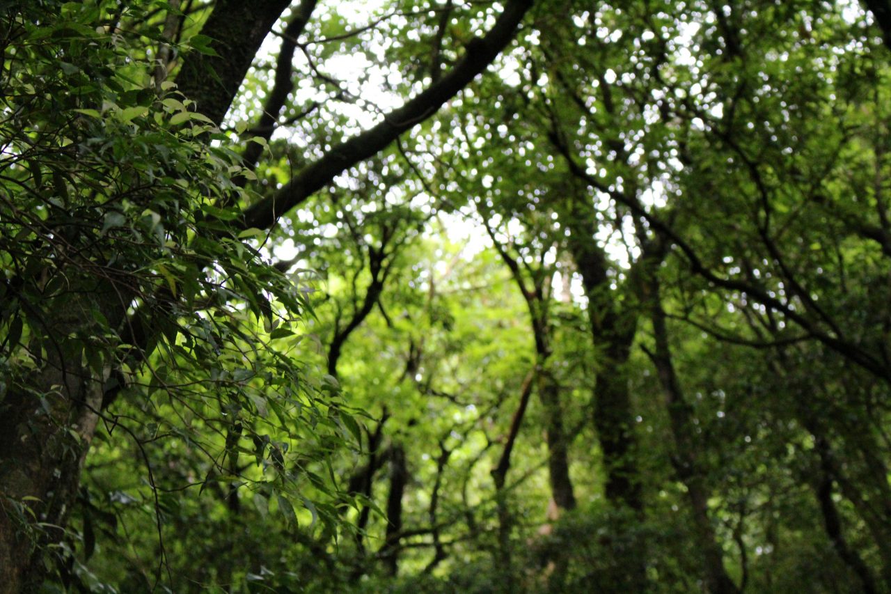 屋久島の森4 の無料フリー素材写真 商用利用可