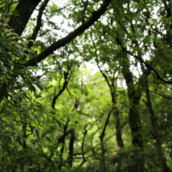 屋久島の森4の写真