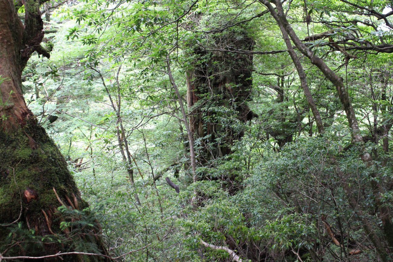 屋久島の森と巨木の写真