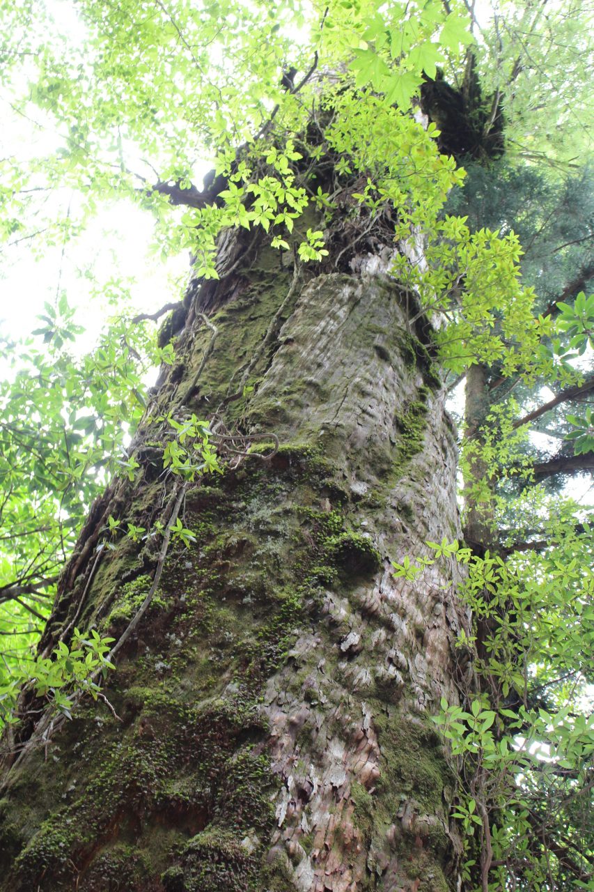 屋久島の森と巨木3の写真
