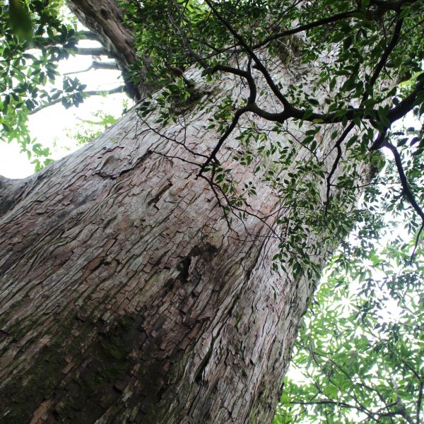 屋久島の森と巨木7の写真