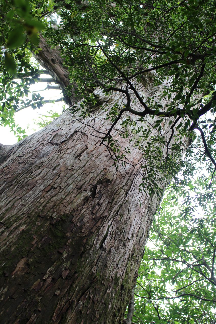 屋久島の森と巨木7の写真