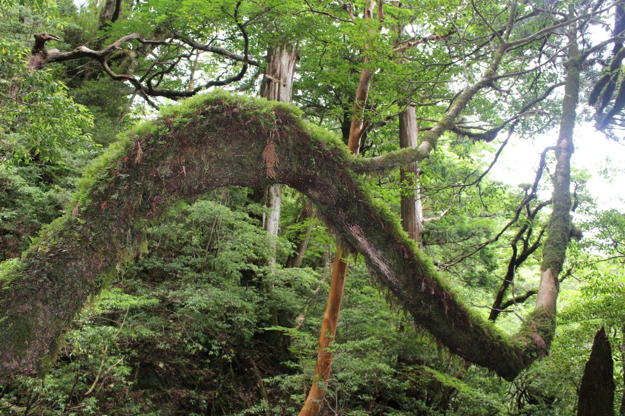 屋久島の森1の写真