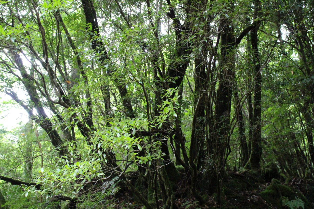 屋久島の森2の写真
